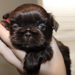 Pup Tart - Liver male Shih Tzu puppy in Hendersonville, Tennessee from Peekaboo Farms