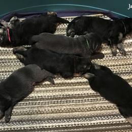German Shepherd Puppies from StormHaven /Von Dorward German Shepherd Dogs
