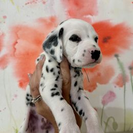 AKC Blue Boy - White and black Dalmatian puppy in Hillsville, Virginia from Spot On Dalmatians