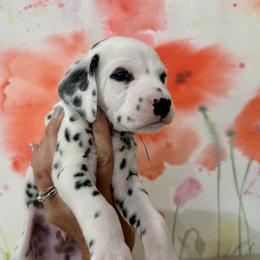 AKC Blue Boy - White and black Dalmatian puppy in Hillsville, Virginia from Spot On Dalmatians