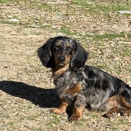 Dachshunds from HD Ranch Dachshunds