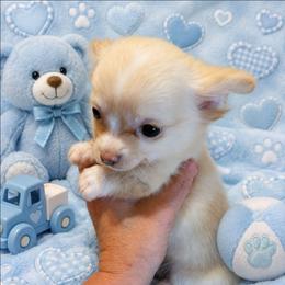 Biscuit - Cream male Chihuahua puppy in Kyle, Texas from joy of chihuahuas tx