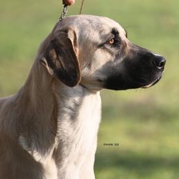 Caymus - Anatolian Shepherd Dog