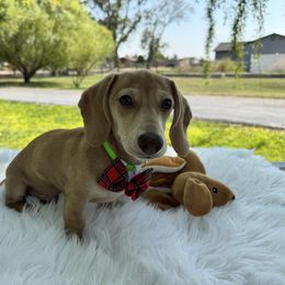 Boots - Cream male Dachshund puppy in Ontario, Oregon from Get A Long Little Doggie