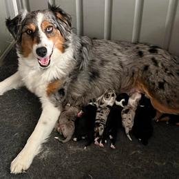 Black widow - Black tri-color female Australian Shepherd puppy in Hemet, California from Perfect Companion Aussie's
