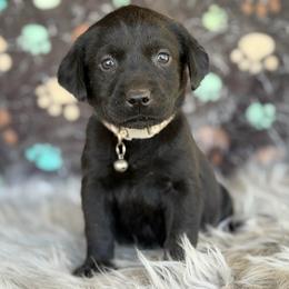 Brown Collar - Black male Labrador Retriever puppy in Quinlan, Texas from Wright Way Retrievers