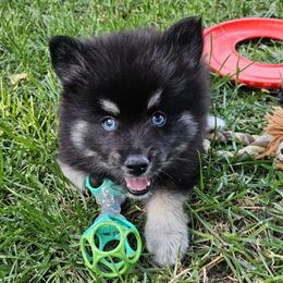 Jax - Black male Pomsky puppy in Southern California, California from SoCal Pomskies LLC
