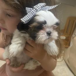 Shih Tzu Puppies from Tiny Bubbles Shih Tzus