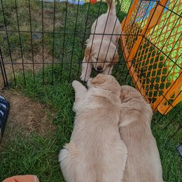 Golden Retriever Puppies from Sola Mae's Goldens