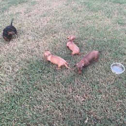 Mario - Fawn (isabella) and tan Dachshund puppy in Raleigh, North Carolina from Bluey’s Puppy Playhouse