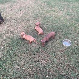 Mario - Fawn (isabella) and tan Dachshund puppy in Raleigh, North Carolina from Bluey’s Puppy Playhouse