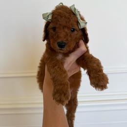 PEONY - Red  male Goldendoodle puppy in Independence, Oregon from ANKENY DOODLES