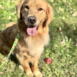 Esmé - Golden Retriever