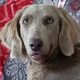 Breeze - Weimaraner