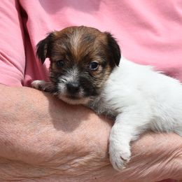 Sneak Girl 1 - White and tan female Russell Terrier puppy in Middletown, Virginia from DBF Russell Terriers