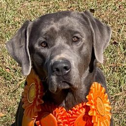 Hank - Labrador Retriever