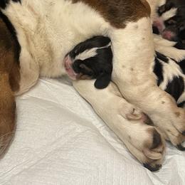 Basset Hounds from Cache Valley Bassets