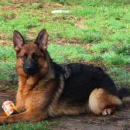 Mega/Prada - German Shepherd