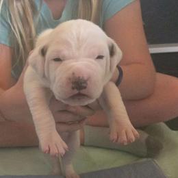 Kane - White and black male American Bulldog puppy in Abita Springs, Louisiana from Slumski's Bulldogs