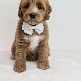 Australian Labradoodle Puppies from West Haven Australian Labradoodles