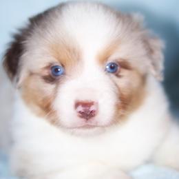 Miniature American Shepherd Puppies from Casita Miniature American Shepherds