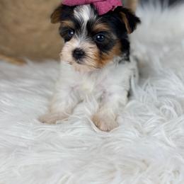 May - Black tan and white female Biewer Terrier puppy in Liberty, Texas from Tiny Yorkshire pups