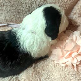 Barbie - Black and white Sheepadoodle puppy in Candler, North Carolina from Celia's Sheepadoodles