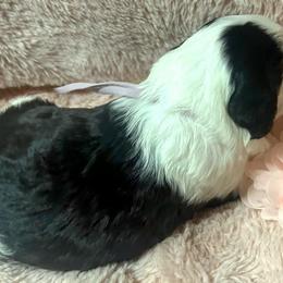Barbie - Black and white Sheepadoodle puppy in Candler, North Carolina from Celia's Sheepadoodles