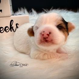 White parti girl - Parti female Yorkshire Terrier puppy in Machesney Park, Illinois from Three Yorkie Family