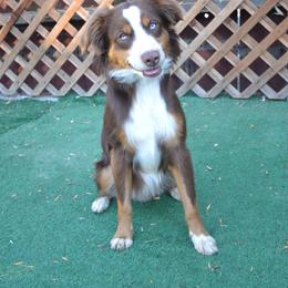 Michael Scott - Miniature Australian Shepherd