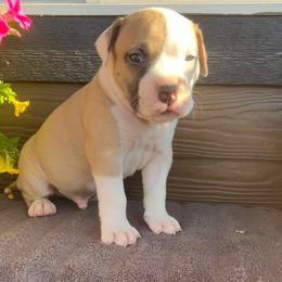 Boy 2 - Blue fawn male American Pit Bull Terrier puppy in Tenino, Washington from West Winds American Pit Bull Terriers