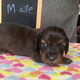 Ruby - Red female Dachshund puppy in Sharon Springs, New York from Show Us The Way Homestead