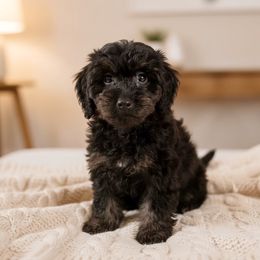 Gus - Phantom male Poodle puppy in Warrensburg, Missouri from Supreme Doodles
