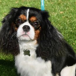 Cavalier King Charles Spaniels from Hurricane Cavaliers