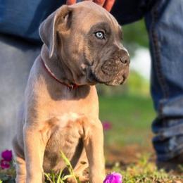 Zeus - Gray and fawn male Cane Corso puppy in Bangs, Texas from HOUSE OF HALL CANE CORSOS