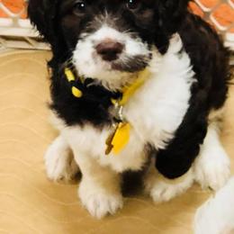 English Springer Spaniel, Poodle, and Springerdoodle Puppies from SpringerDoodles at the Beach