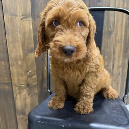 Black - Red male Irish Doodle puppy in Bloomfield, Iowa from Schooley Doodles