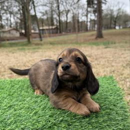 Jenny - Red female Dachshund puppy in Bald Knob, Arkansas from Victoria’s Dachshunds
