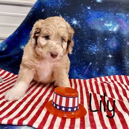 Aussiedoodle and Bordoodle Puppies from Holland Hilltop Farm