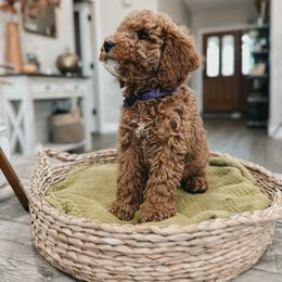 Bernedoodle, Goldendoodle, and Sheepadoodle Puppies from High Desert Doodles