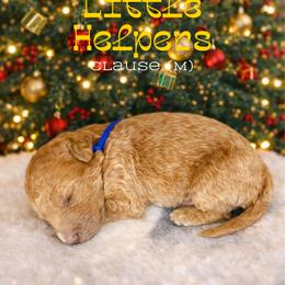 Clause - Apricot male Goldendoodle puppy in Houston, Texas from Golden Life Doodles