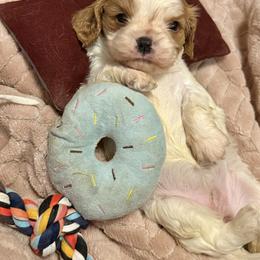 Shimmer - Blenheim female Cavalier King Charles Spaniel puppy in Conway, Missouri from Jordan  Harrison