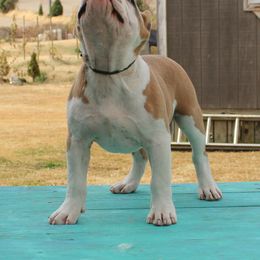 American Bully Puppies from Haymaker Bully Camp