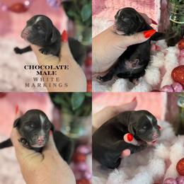 Theodore - Brown male Cockapoo puppy in Lafayette, Louisiana from Kinkade Kennels