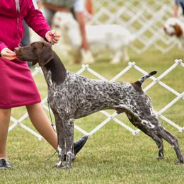 German Shorthaired Pointer All Grown Up from Windward German Shorthaired Pointers