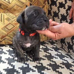 Boy5 - Black brindle male Cane Corso puppy in Granbury, Texas from Revolutions Kennel