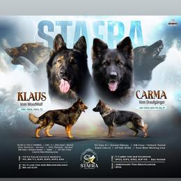 German Shepherd puppies from StaFra German Shepherd Dogs