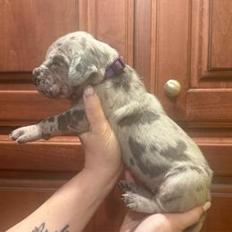 Purple collar - Merle female Great Dane puppy in Ider, Alabama from Sand Mountain Danes LLC
