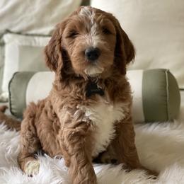 Bernedoodle and Goldendoodle Puppies from Heartfelt GoldenDoodles