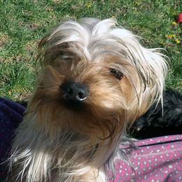 June Bug - Blue and gold female Yorkshire Terrier puppy in Baraga, Michigan from Ojibwa Yorkies
